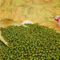 Frijoles verdes de primera calidad de Green Mung Beans para brotación con precio competitivo en oferta